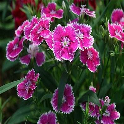 熊猫娱乐appapp下载